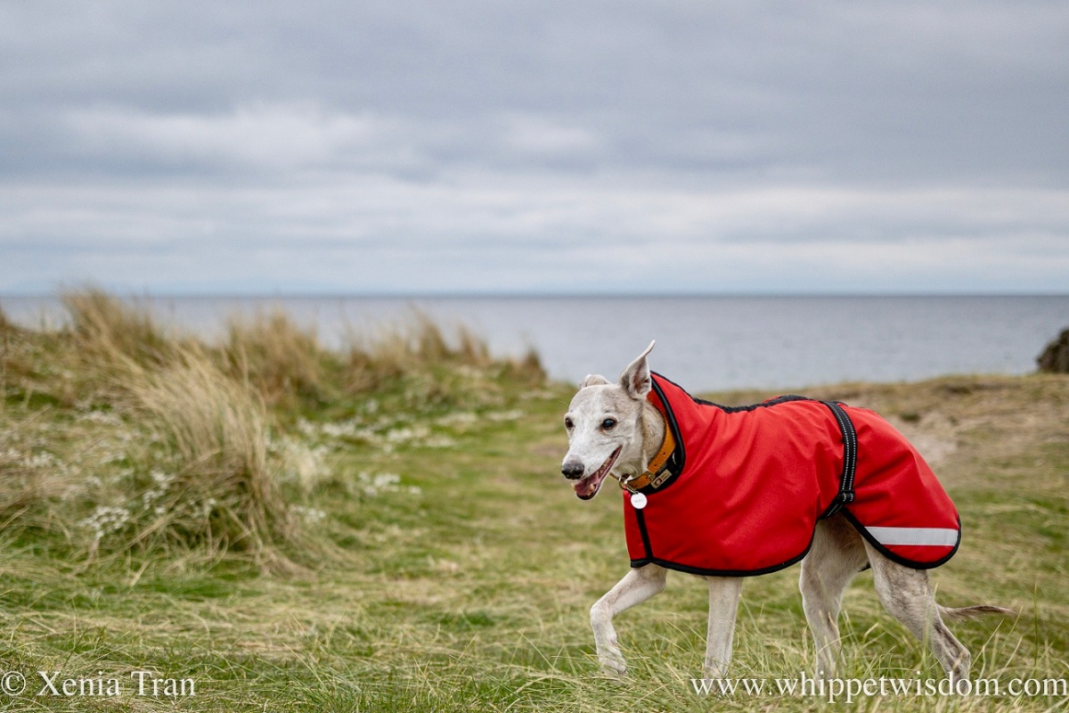 a smiling brindle whippet in a red jacket walking on a grassy cliff top