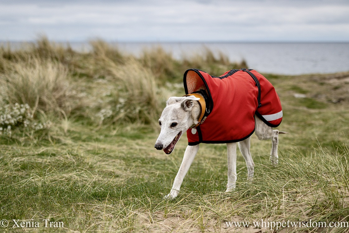 a smiling brindle whippet in a red jacket walking on a grassy cliff top
