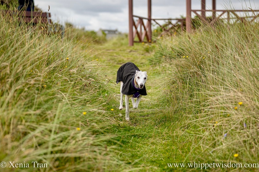 a smiling brindle whippet running through the marram grass in the dunes in front of a pergola