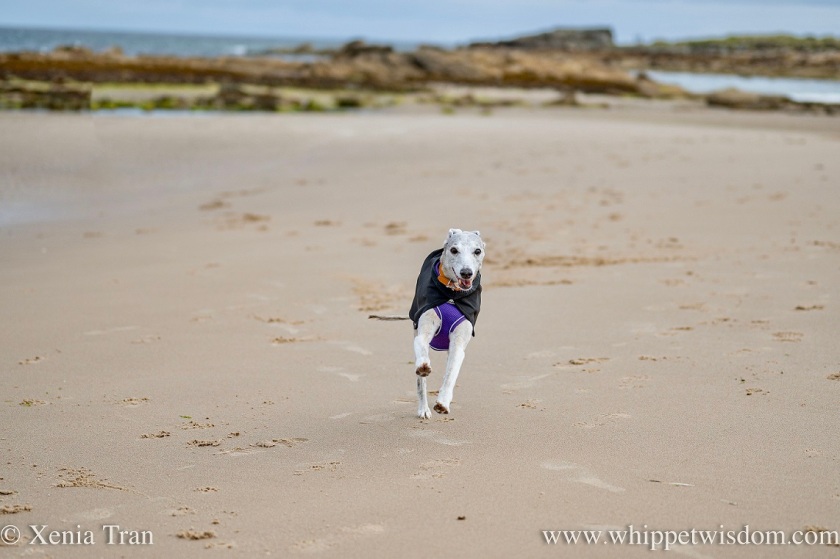 a smiling brindle whippet in a black jacket running across the tidal sands