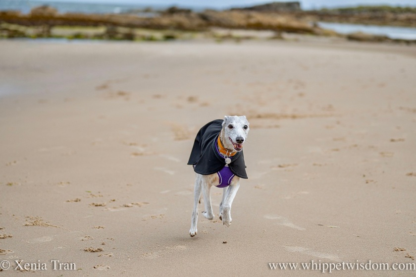 a smiling brindle whippet in a black jacket running across the tidal sands