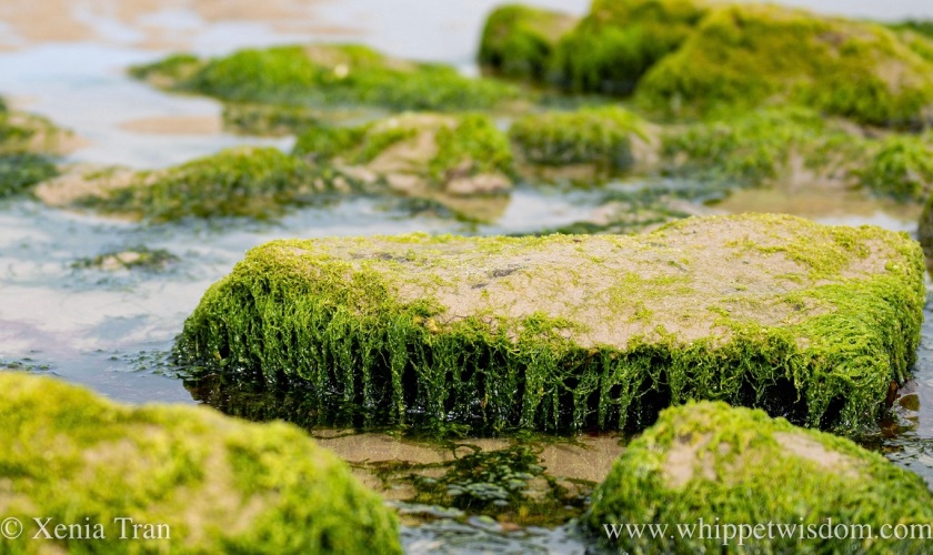 close up of seaweed covered rocks at low tide