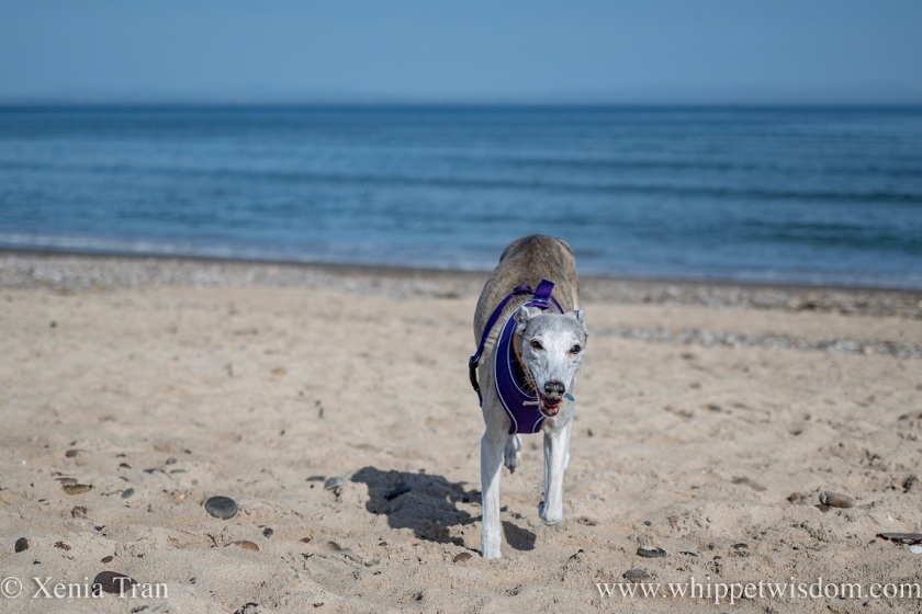 a smiling brindle whippet in a purple harness leaping across the beach