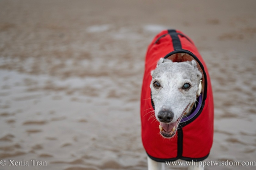 close up of a smiling brindle whippet in a red jacket trotting across the tidal sands