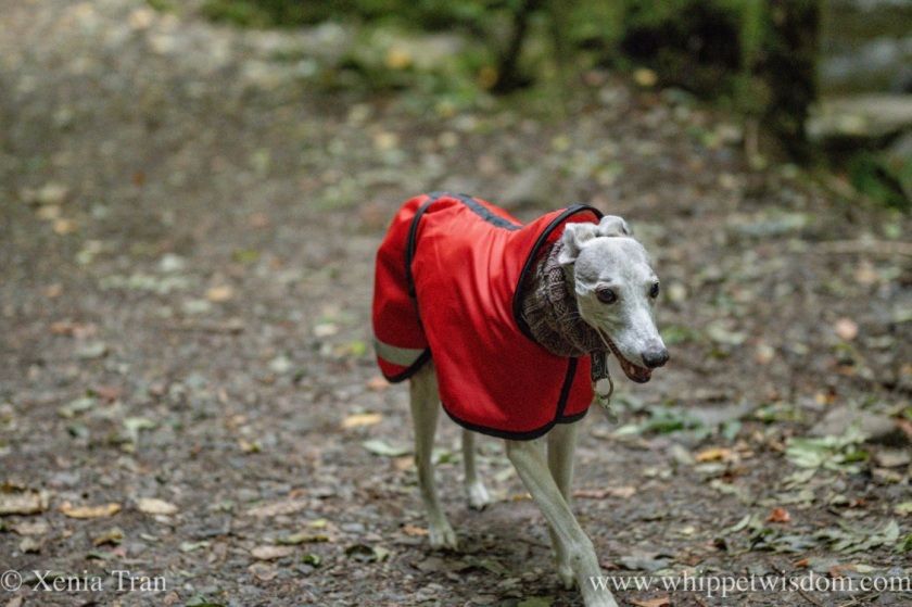 close up of a smiling brindle whippet in a red jacket walking a forest trail
