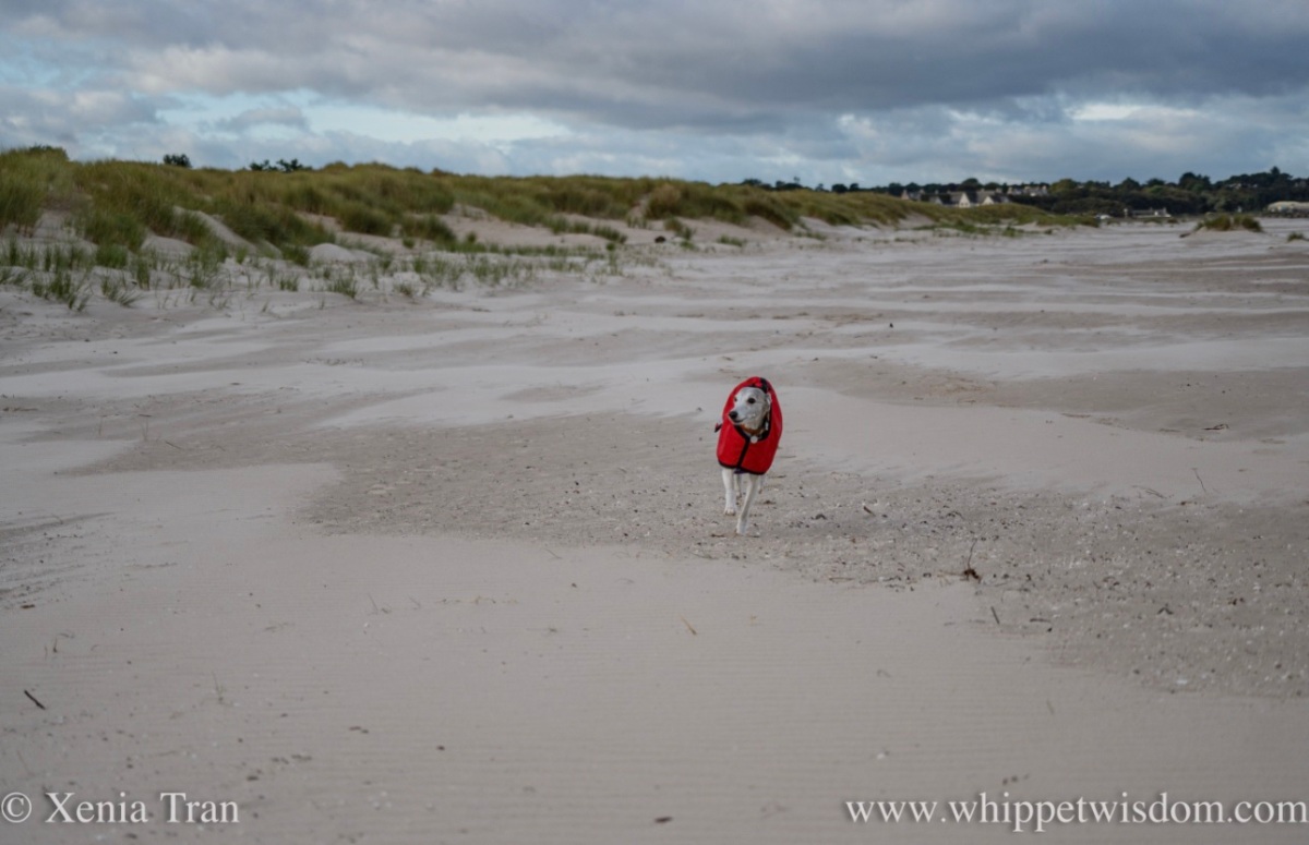 Haiku: Wind-swept Beach