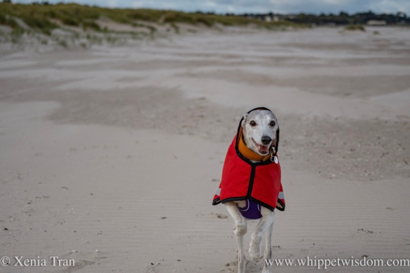 close up of a smiling brindle whippet in a red jacket running on the beach beside the dunes