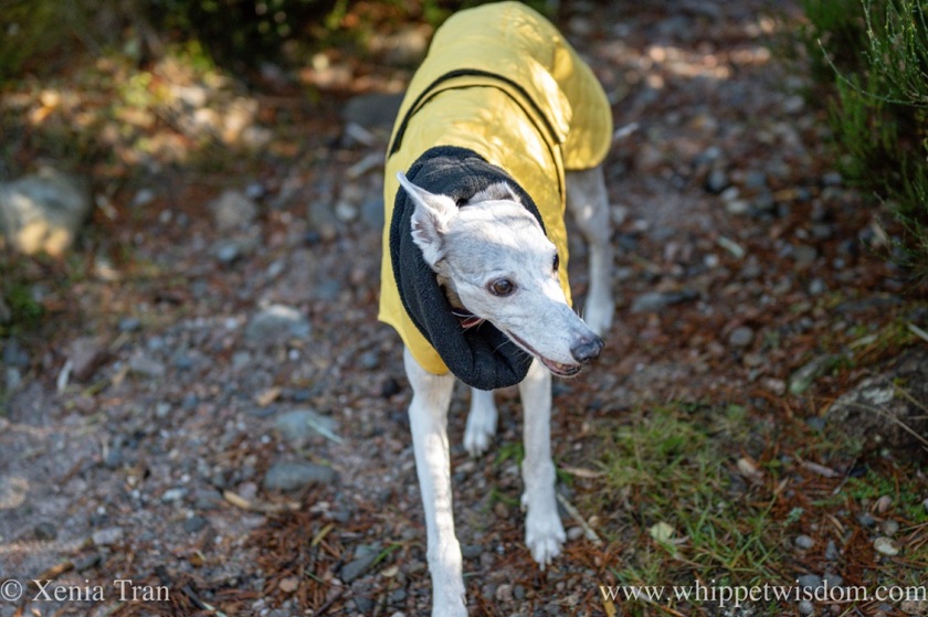 a smiling brindle whippet in a yellow jacket