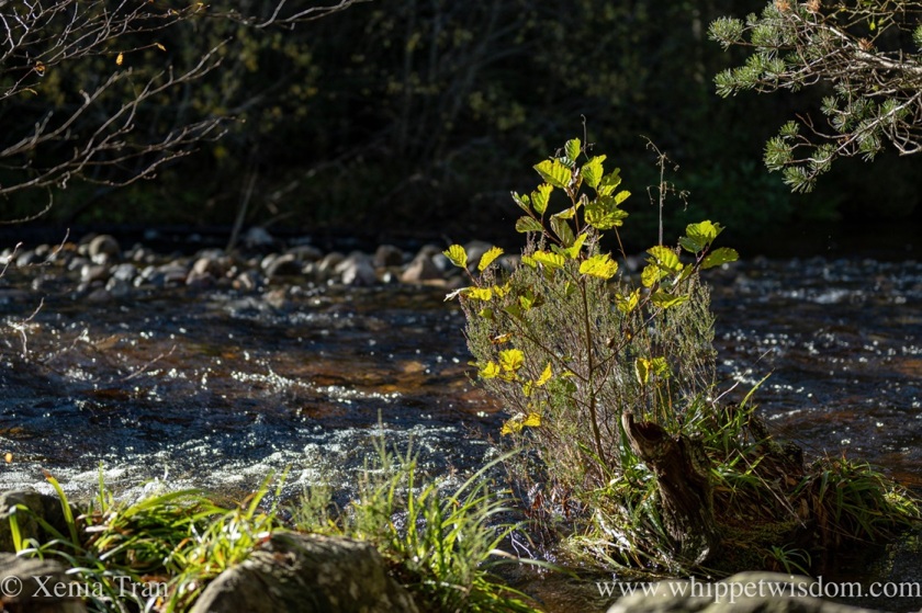 a fast flowing mountain stream in autumn sunlight