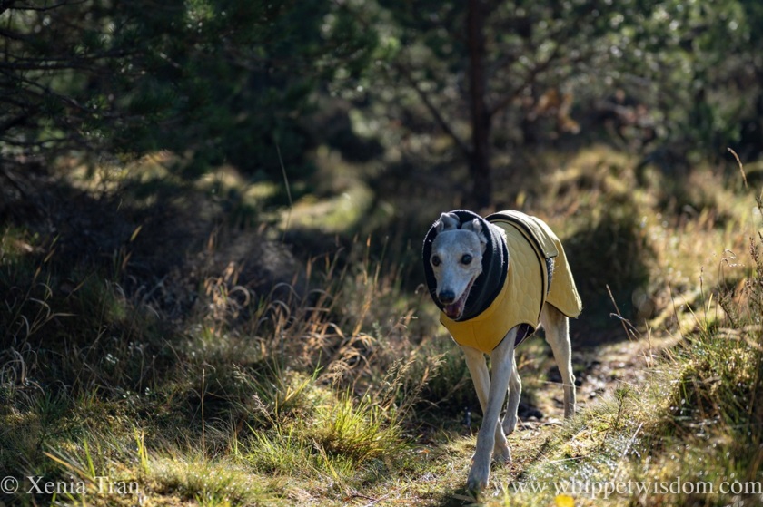 a smiling brindle whippet in a yellow jacket on an overgrown forest trail
